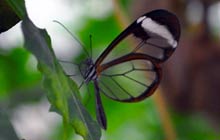 Artis zoo mariposa de cristal