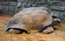Artis zoo amsterdam tortugas