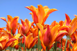 Floriade